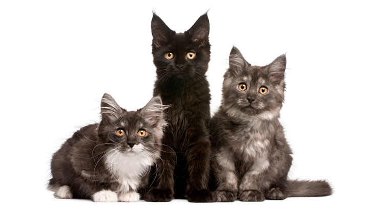 Are my students really getting it? CATs will show you the way.