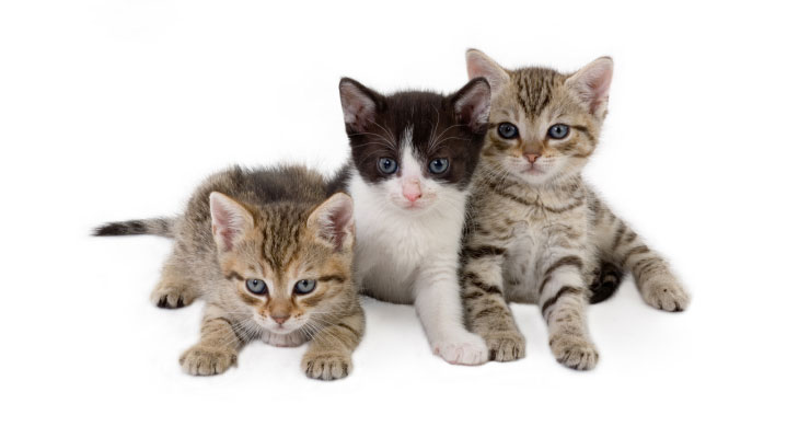 Gauging Student Understanding: CATs are puuuuur-fect